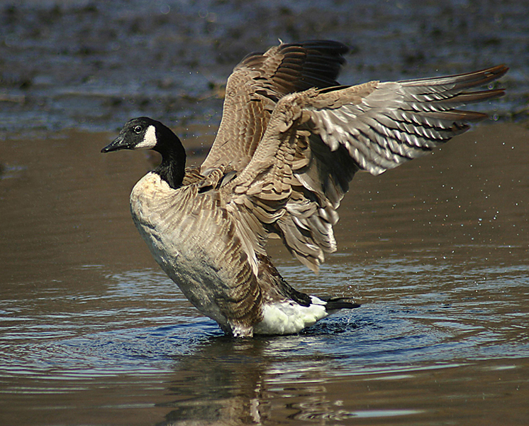 Flapping Goose O'Malley P